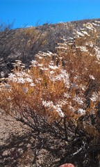 Ericameria linearifolia