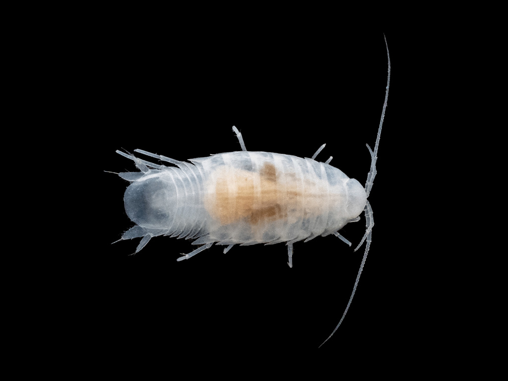 Cirolanides texensis