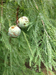 Taxodium distichum