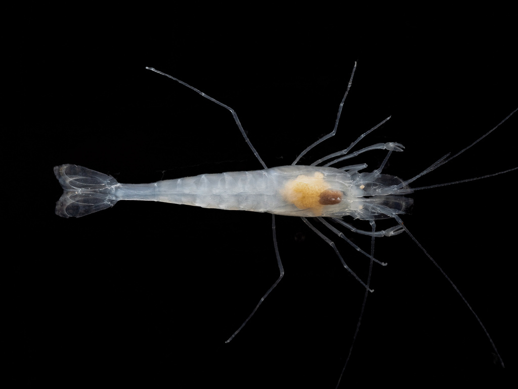 Balcones cave shrimp