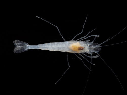 Balcones cave shrimp