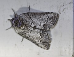 Nycteola polycyma