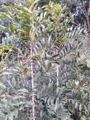 Zanthoxylum petiolare