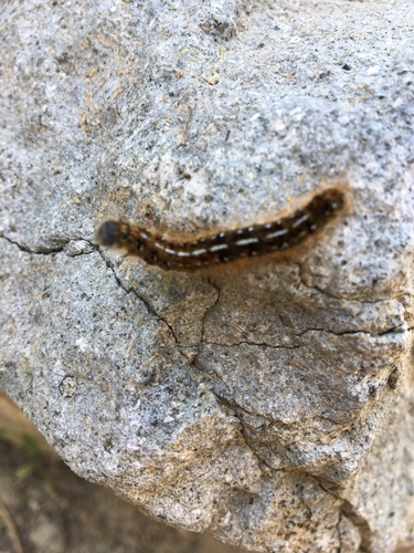 iNaturalist observation photo of Western Tent Caterpillar Moth