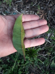 Zanthoxylum petiolare