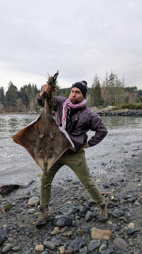 Big Skate, Juan de Fuca Strait, Capital, BC, CA, photo 5 of 10