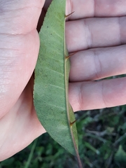 Zanthoxylum petiolare