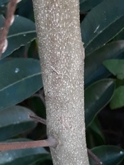 Zanthoxylum petiolare