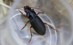 Harpalus griseus
