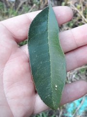 Zanthoxylum petiolare