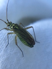 Oncotylus viridiflavus