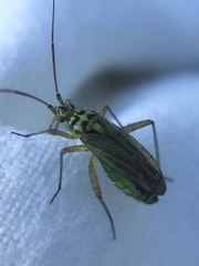 Oncotylus viridiflavus