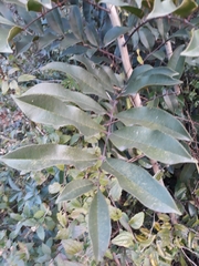 Zanthoxylum petiolare