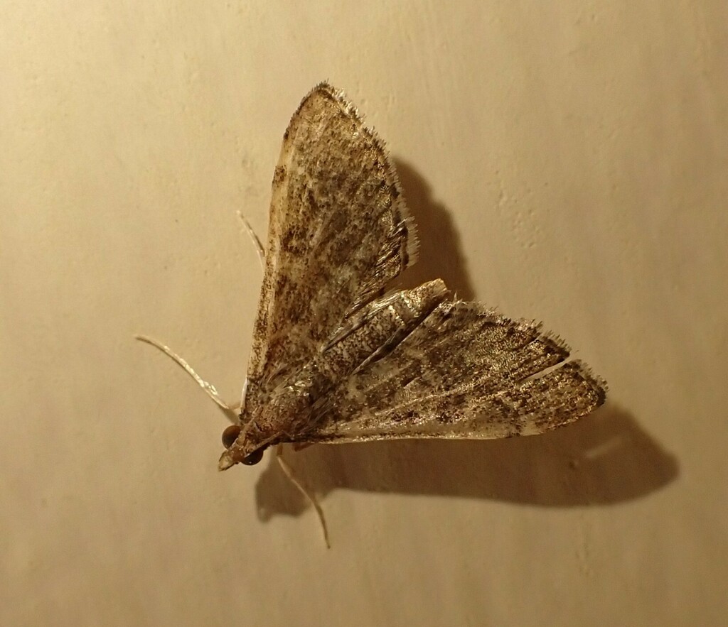 Steniodes gelliasalis