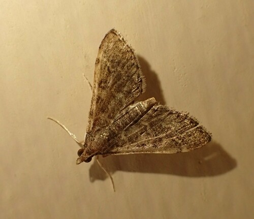Steniodes gelliasalis