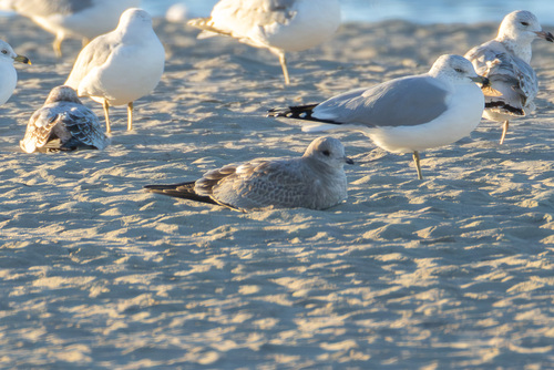 Short-billed Gull｜短嘴鸥 参考照片