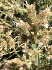 Phacelia egena