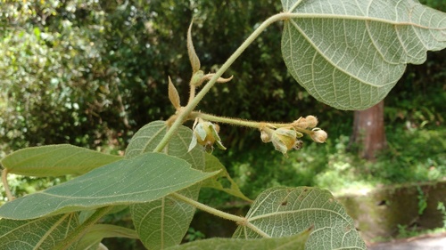 Croton speciosus