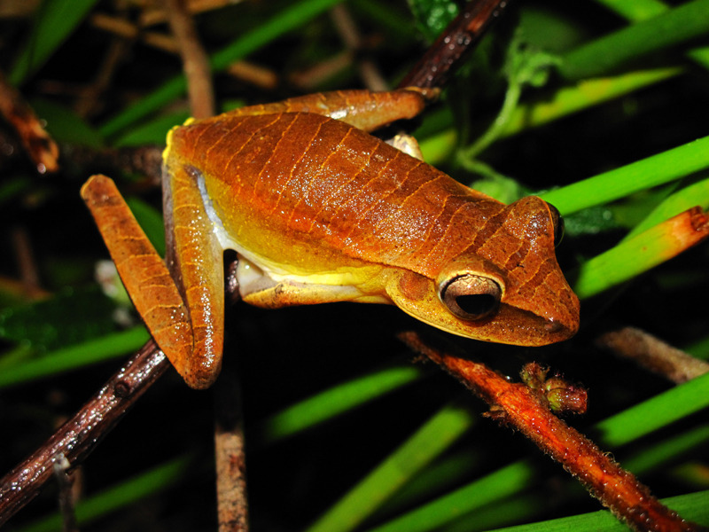 Many-banded Tree Frog (Boana multifasciata)