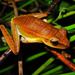 Many-banded Tree Frog - Photo (c) Pedro Ivo, some rights reserved (CC BY-NC), uploaded by Pedro Ivo