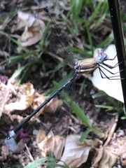 Archilestes