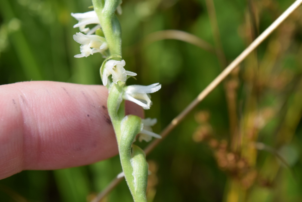 Spring lady's tresses (Spiranthes vernalis)