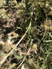 Phacelia egena