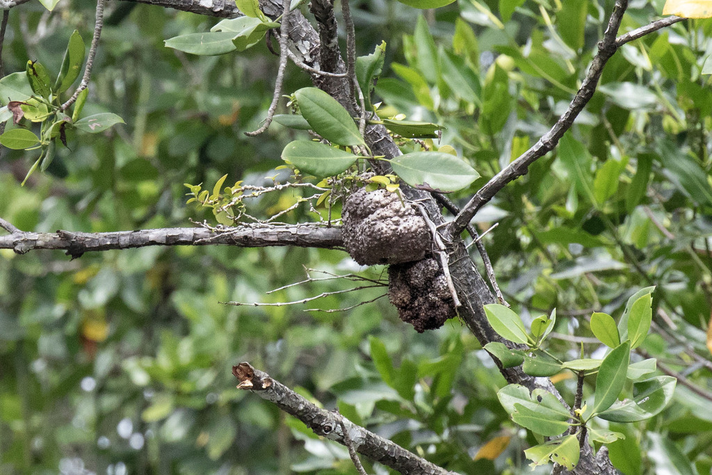 Hydnophytum tortuosum