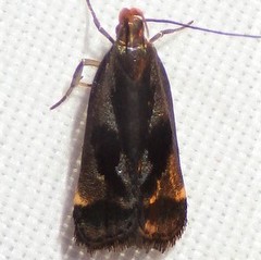 Dichomeris ochripalpella