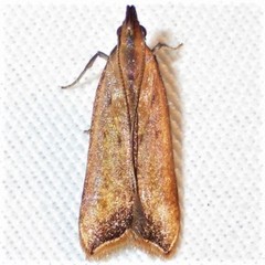Dichomeris heriguronis