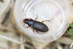 Harpalus griseus