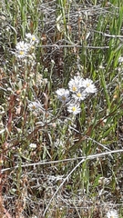 Symphyotrichum bracteolatum