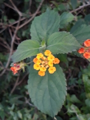 Lantana camara