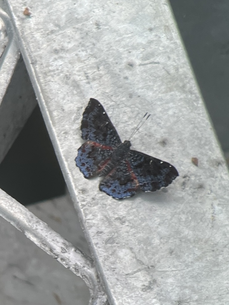 Calydna lusca