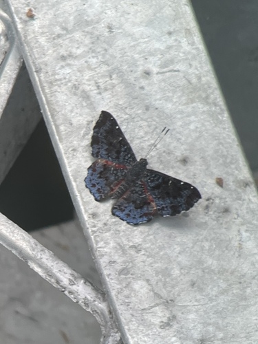 Calydna lusca