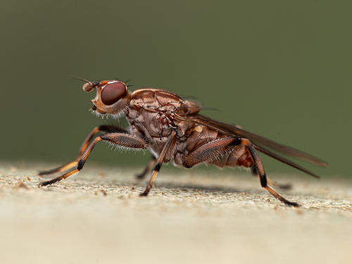 Tapeigaster nigricornis (Macquart, 1851)