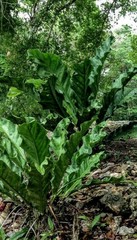 Anthurium schlechtendalii