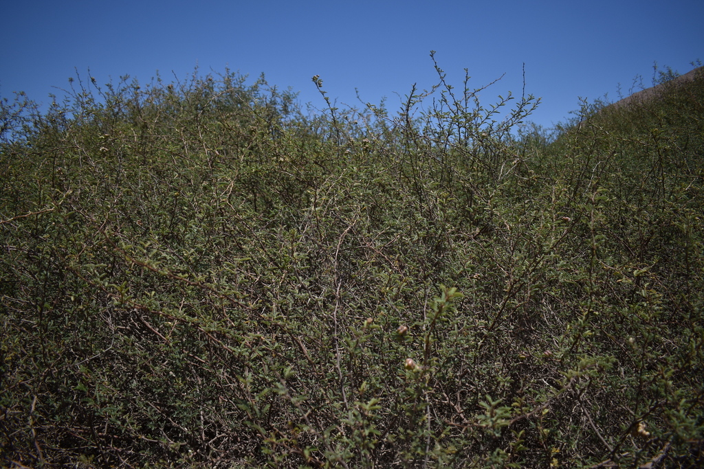Prosopis burkartii Muñoz 3