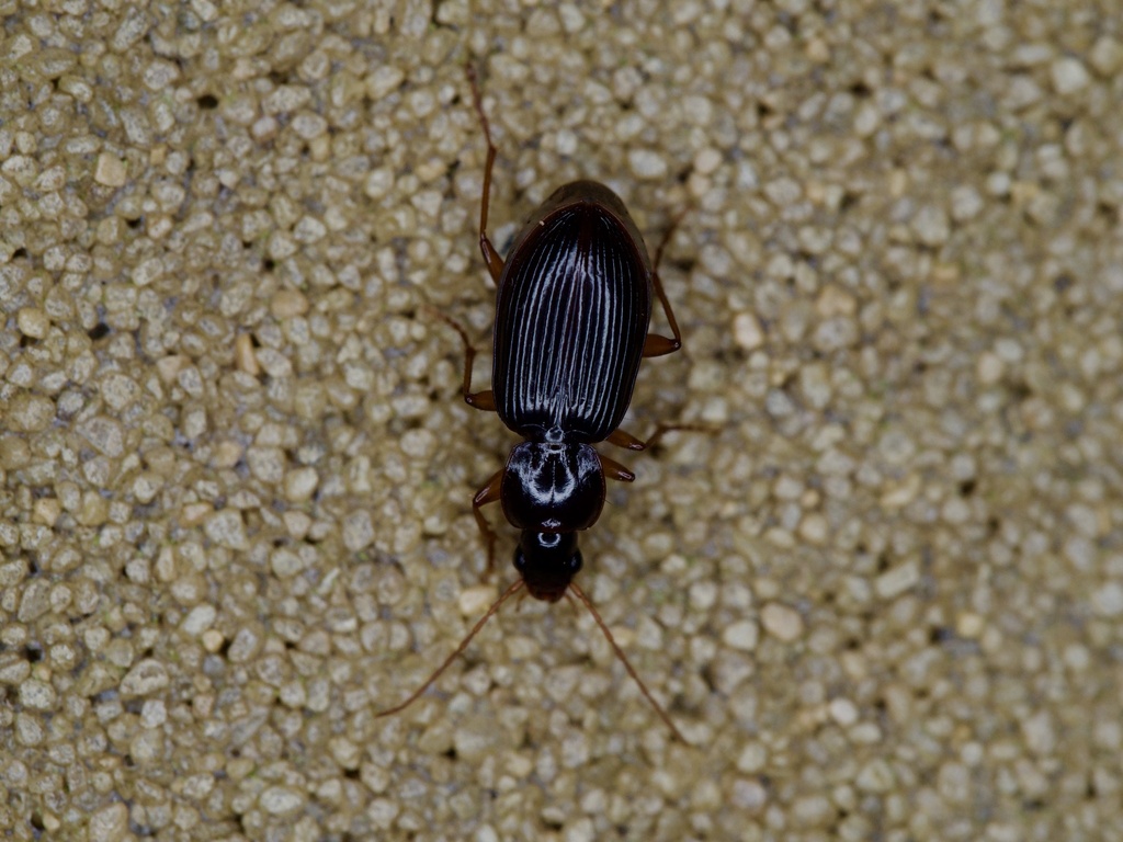 Synuchus dulcigradus