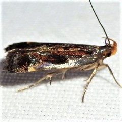 Dichomeris ochripalpella