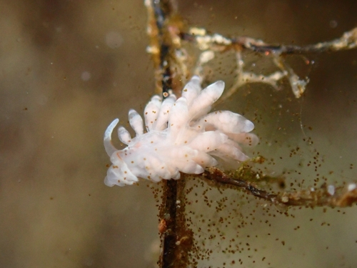 Tenellia maua