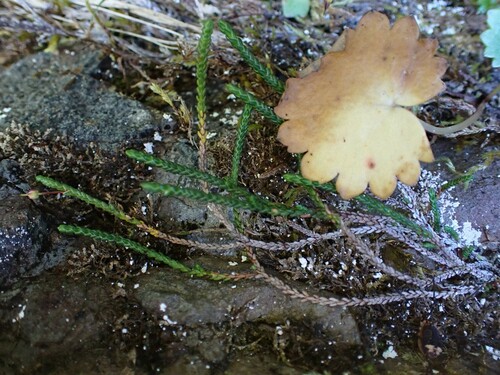 Cassiope lycopodioides iNat (2)