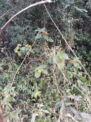 Lantana camara