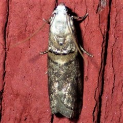 Acrobasis palliolella