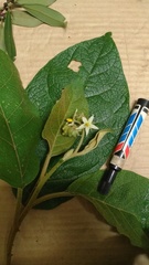 Solanum mesopliarthrum