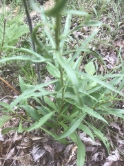 Solidago pinetorum