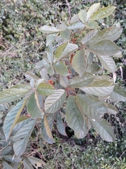 Handroanthus chrysotrichus