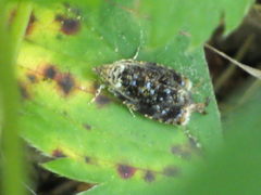 Olethreutes auricapitana