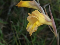 Gladiolus mutabilis