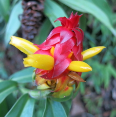 Costus comosus
